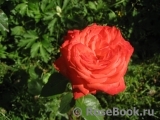 Konigin der Rosen Konigin der Rosen