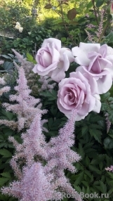 La Rose du Petit Prince La Rose du Petit Prince