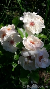 Jacqueline du Pre Jacqueline du Pre