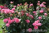 La Rose de Molinard ® La Rose de Molinard ®