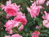 La Rose de Molinard ® La Rose de Molinard ®