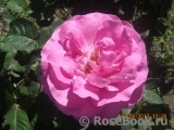 Madame Bovary Madame Bovary