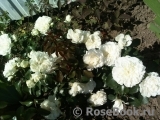 White Meidiland White Meidiland