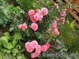 Rosarium Uetersen Rosarium Uetersen