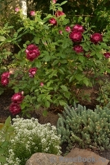 Burgundy Ice Burgundy Ice
