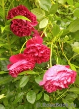 Falstaff® Falstaff®