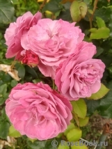 Magenta Magenta