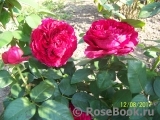 Rose des 4 Vents Rose des 4 Vents