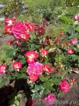 Midsummer Midsummer