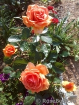Ashram Ashram