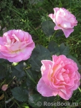 Pink Paradise Pink Paradise