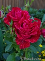Red Intuition Red Intuition
