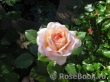 White Fox Rose White Fox Rose