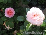 White Fox Rose White Fox Rose