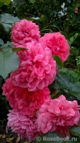 Rosarium Uetersen Rosarium Uetersen