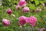 Alan Titchmarsh Alan Titchmarsh