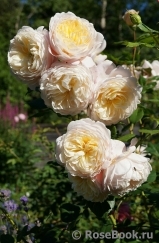 Crocus Rose® Crocus Rose®