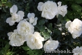 White Meidiland White Meidiland
