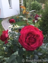 Rose des 4 Vents Rose des 4 Vents