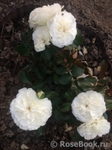 White Meidiland White Meidiland