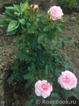 Pink Symphonie Pink Symphonie