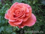 Rhosyn Margaret Williams Rhosyn Margaret Williams