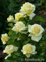 Wainwright Rose, The Wainwright Rose, The