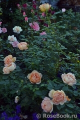 Lady of Shalott Lady of Shalott