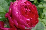 Ascot Ascot