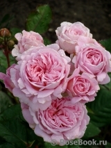 Rosengräfin Marie Henriette Rosengräfin Marie Henriette