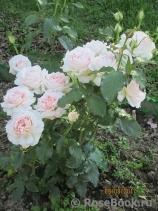 Chandos Beauty Chandos Beauty