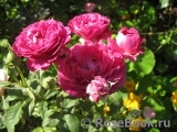 Scent of Woman ® Scent of Woman ®