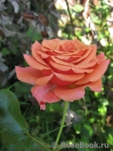 Rhosyn Margaret Williams Rhosyn Margaret Williams