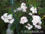 Perennial Blush Perennial Blush