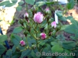 Perennial Blush Perennial Blush