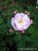 Perennial Blush Perennial Blush