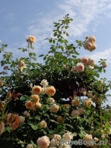 Crown Princess Margareta® Crown Princess Margareta®