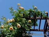 Crown Princess Margareta® Crown Princess Margareta®