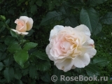 A Whiter Shade Of Pale A Whiter Shade Of Pale