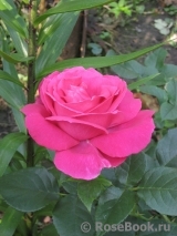 Grande Dame Grande Dame