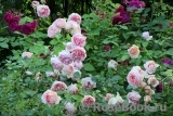 Abraham Darby Abraham Darby