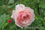 A Shropshire Lad A Shropshire Lad