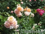 Sangerhauser Jubilaumsrose Sangerhauser Jubilaumsrose