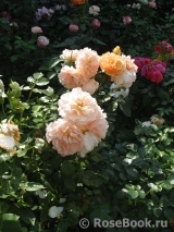Sangerhauser Jubilaumsrose Sangerhauser Jubilaumsrose