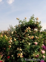 Crown Princess Margareta® Crown Princess Margareta®