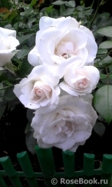 Aspirin Rose Aspirin Rose