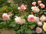 A Shropshire Lad A Shropshire Lad