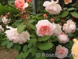 A Shropshire Lad A Shropshire Lad