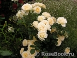 Cream Abundance Cream Abundance