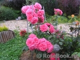 Rosarium Uetersen Rosarium Uetersen